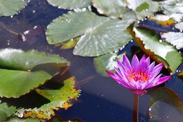 water lily in pond with green leafs taken in horsley hills India