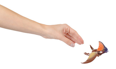 Flying dinosaur toy, rubber pterodactyl for game. Isolated on white. © Sviatoslav Kovtun