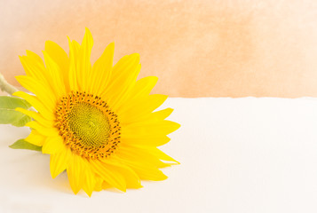 Background with flower of a sunflower