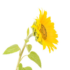Little sunflower flower on a white