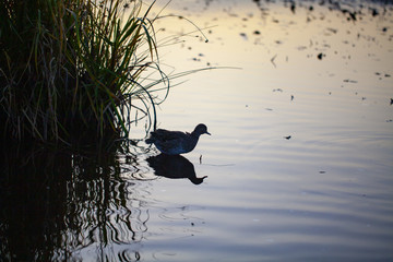 Silhouette of a duck next to a bunch of grass at sunset, a reflection of the duck's in water