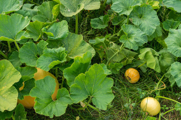 Pumpkins in the Garden. Autumn Background, Harvest, Farming. Fresh, Organic Vegetables