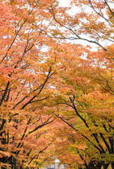 秋のイメージ　紅葉の道