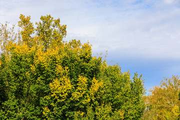 Fototapeta premium trees with autumn colored leaves in the park of the Casa de Campo in Madrid
