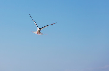 Sea gull
