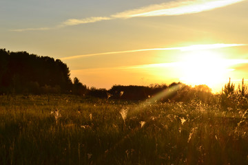 Beautiful northern summer sunset. The sun sets and brightens the transparent fluffy grass on the green meadow, coloring everything around in a yellow-orange color