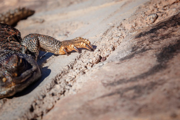 Fototapeta premium Foot of a lizard (lacertilia) in the Sahara desert.