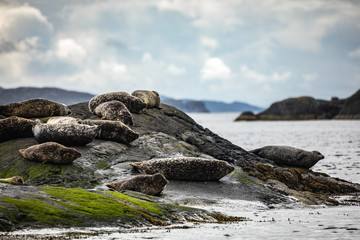 Fototapeta na wymiar Scottish fur seals resting on coastal stones.