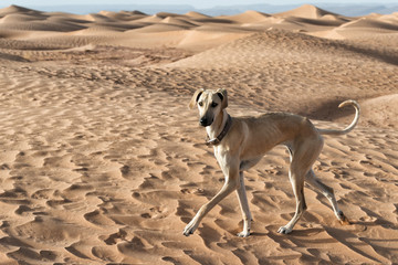 A Sloughi (Arabian greyhound) walks in the desert sand dunes in Morocco.
