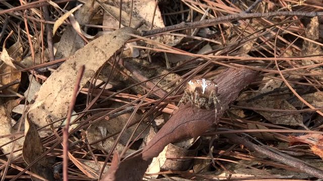 4K HD video of an orb weaver spider sitting in pile of leaves, blending in. Hiding. They are the most common group of builders of spiral wheel shaped webs often found in gardens, fields and forests.