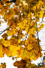 Beautiful autumn leaves on tree.