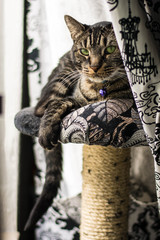 Cat Duchess Pixie II