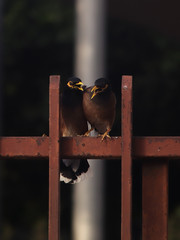 An Indian myna couple (Acridotheres tristis) on an iron fence having a lovers quarrel