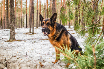 Dog German Shepherd in the forest in an early spring