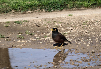 An Indian myna (Acridotheres tristis) drinking water from a pond