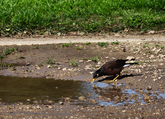 An Indian myna (Acridotheres tristis) drinking water from a pond