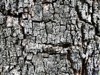 bark background