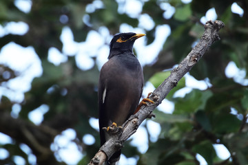 An Indian myna (Acridotheres tristis) on a tree branch