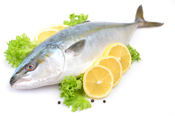  Fish yellowtai on white background (Japanese amberjack)