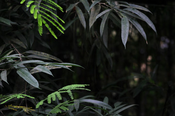 Obraz premium Leaves In A Tropical Forest