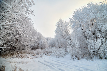 Snowy road among the trees covered with frost on a winter