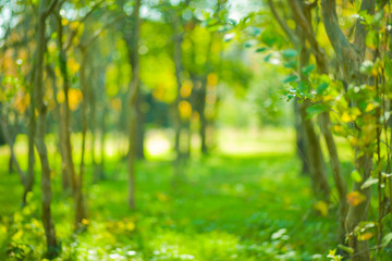 Fototapeta na wymiar green nature blur bokeh background