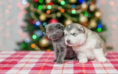 Fototapeta na wymiar Portrait of a puppy and a kitten on a background of the Christmas tree. Empty space for text