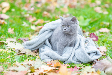 Baby kitten wrapped in a plaid lies on autumn foliage