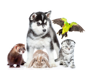 Obraz premium Group of pets together in front view. Isolated on white background
