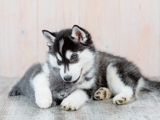 Playful Siberian Husky puppy hugs kitten and gnawes a kitten’s ear at home