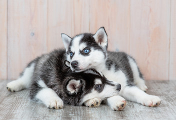 Siberian husky puppies lie on the floor at home