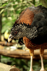 Great Curassow