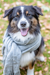 Portrait of a cute australian shepherd dog with a warm scarf on his head in autumn park