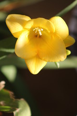 Yellow flowers