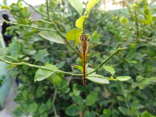 caterpillar on leaf