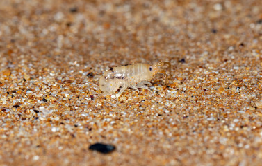 sea flea on the sea sand