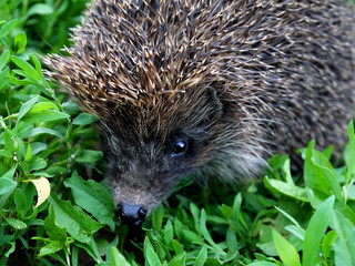 Beautiful prickly hedgehog on a background of green grass.