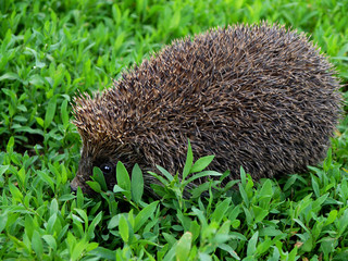 Beautiful prickly hedgehog on a background of green grass.