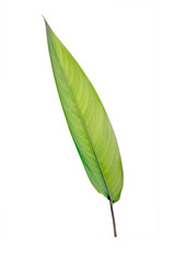 Obraz premium Green leaf isolated on white background. Heliconia leaf, tropical ornamental evergreen leaf.