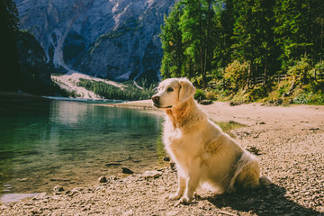 Golden Retriever am See