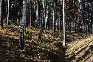 mixed forest with a ravine.