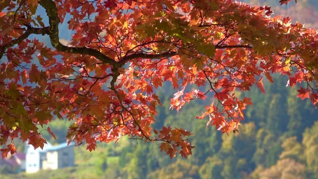 秋の福満虚空蔵尊円蔵寺（福島県・柳津町）