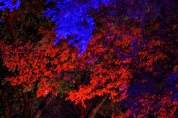 Trees and leaves illuminated in different colors, against the dark night-time sky