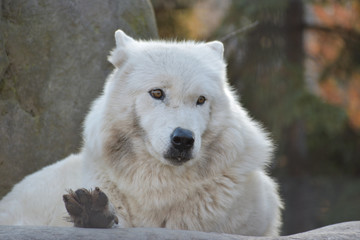 旭山動物園　オオカミ