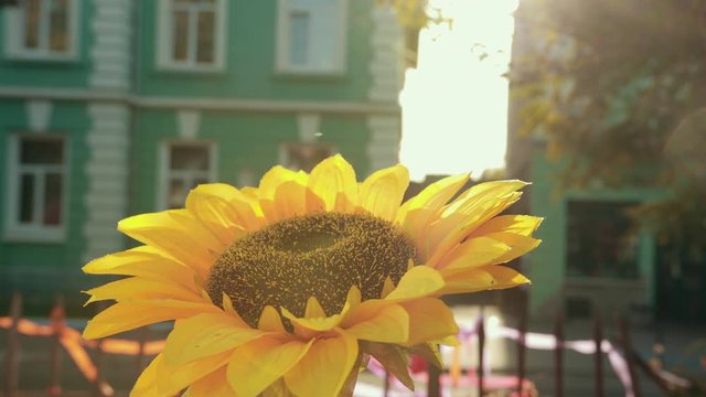 Great sunflower surrounded by noisy event and different buildings. Mix of past and present. Amazingly beauty of nature. Pretty beautiful architecture on background. Lovely sun bleaches.