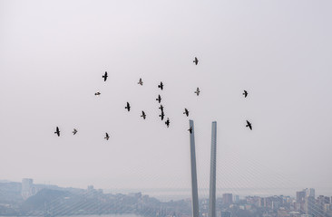 Flying birds over city background.
