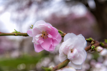 Obraz premium pink blossom