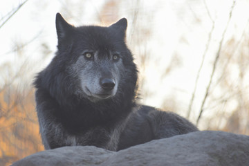 Naklejka premium 旭山動物園 オオカミ