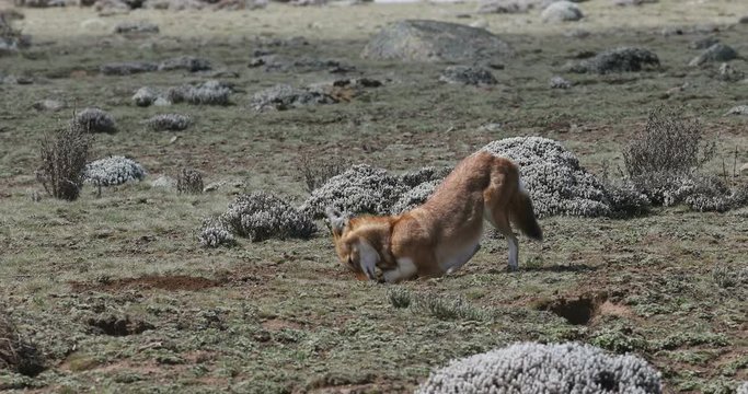Rare and endemic ethiopian wolf, Canis simensis, hunts in nature habitat. Sanetti Plateau in Bale mountains, Africa Ethiopian wildlife. Only about 440 wolfs survived in Ethiopia