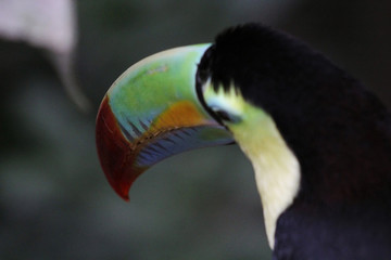 Rainbow-Billed Toucan